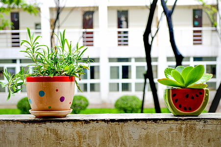 two green leafed plants in pots during daytime thumbnail