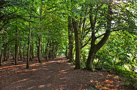 walkway in the middle of forest thumbnail