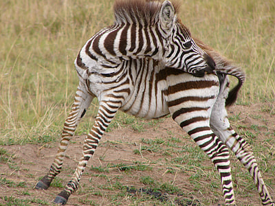 photo of Zebra licking tail thumbnail