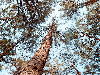 Brown Tall Trees Under Sunny Sky thumbnail