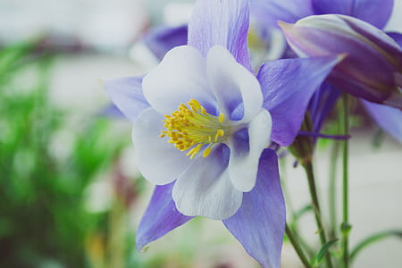 White and Purple Flowers thumbnail
