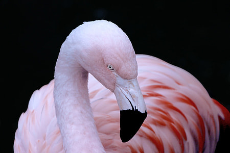 photography of flamingo bird thumbnail