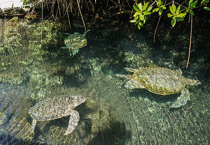 three brown-and-gray turtles on body of water near green leafed tree thumbnail