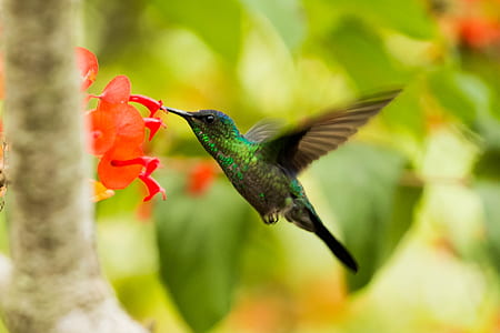 Green And Black Hummingbird thumbnail