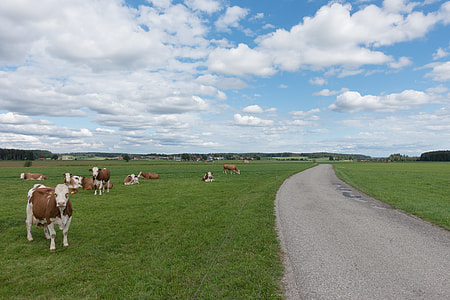 herd of cows near pathway thumbnail