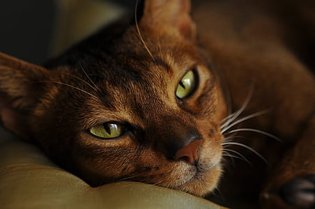 selective focus photography of brown cat lying on gray textile thumbnail