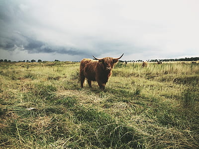 brown highland cattle thumbnail