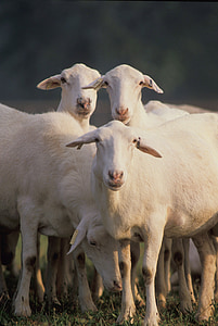 herd of white sheeps thumbnail