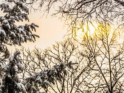 black bare trees under bright sky thumbnail