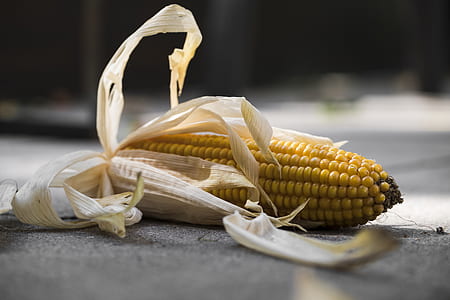 selective focus photography of corn thumbnail