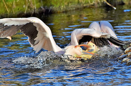 two pink ibis submerged in body of water thumbnail