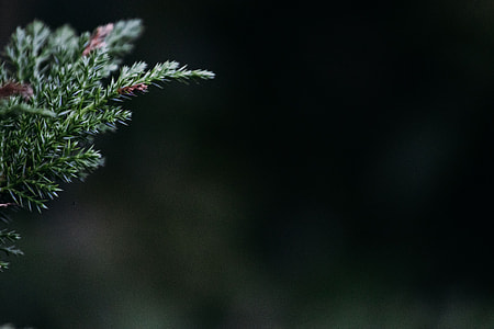 shallow focus photography of green leaves thumbnail