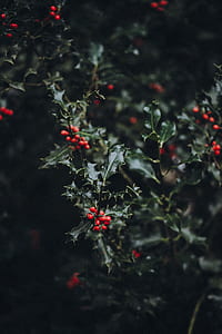 shallow focus photo of red round fruits thumbnail