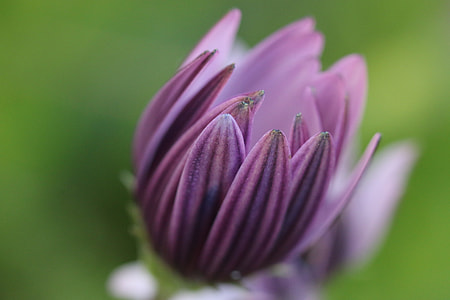 selective focus photo of purple flower thumbnail