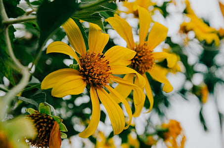 black-eyed Susan flower thumbnail