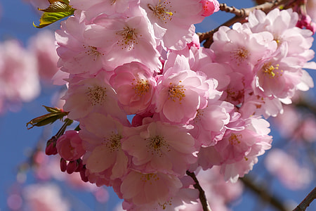 shallow focus photography of pink flowers thumbnail