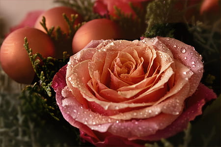 macroshot photography flower thumbnail