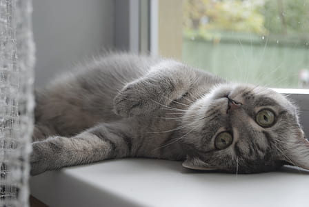 silver tabby cat lying beside glass window thumbnail