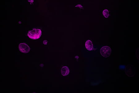 purple jellyfish photography thumbnail