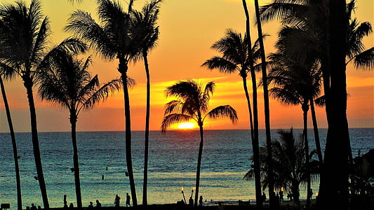 silhouette of palm tree thumbnail