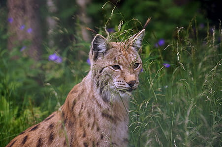 brown and black big cat on green grass thumbnail