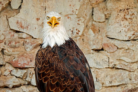 bald eagle thumbnail