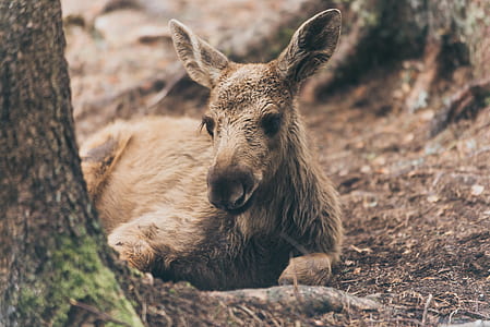 brown donkey lying beside tree thumbnail