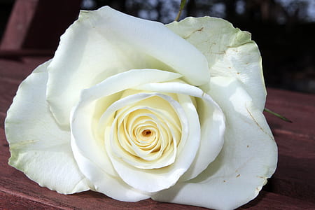 white rose on brown wood thumbnail