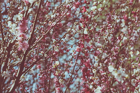 pink and white lupine flower lot closeup photo thumbnail