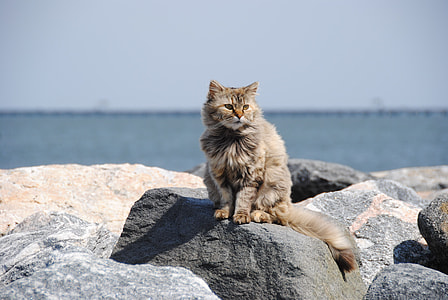 grey long-fur cat sitting on grey rock formation near blue sea under white sky thumbnail