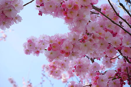 low angle photo of cherry blossoms thumbnail