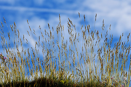 green grasses near body of water thumbnail