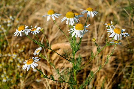 closeup photo of white daisies thumbnail