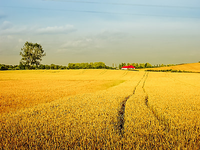 yellow rice field thumbnail