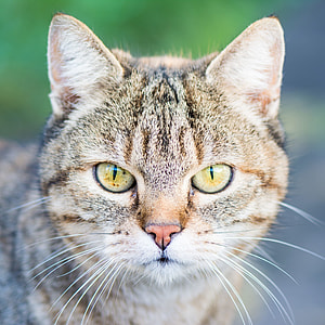 brown tabby cat thumbnail