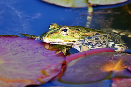 macro photography of green and brown frog thumbnail