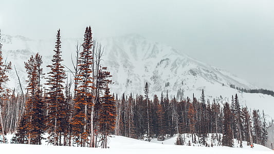 red leaf trees near mountain during winter at daytime thumbnail