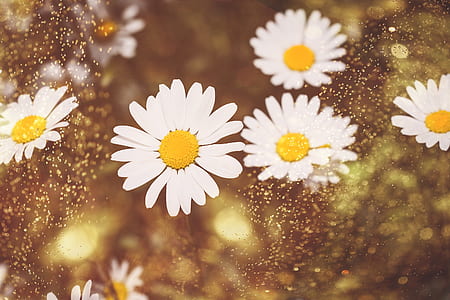 white and yellow daisy flowers thumbnail