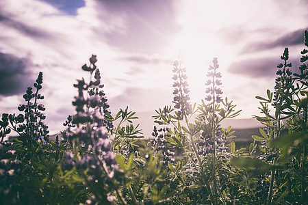 Among the Lupins thumbnail