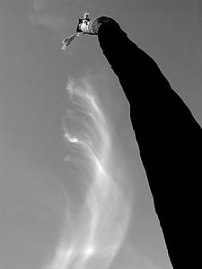 grayscale photography of bare tree thumbnail