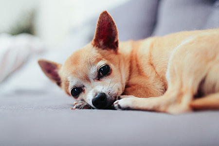 adult brown Chihuahua thumbnail