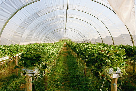 green plants under greenhouse at daytime thumbnail