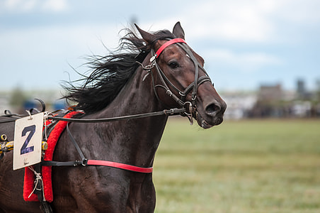 selective focus shot of brown horse running near grass field thumbnail