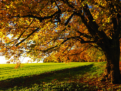 yellow leafed trees during daytime thumbnail