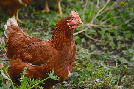 brown hen on green grass thumbnail