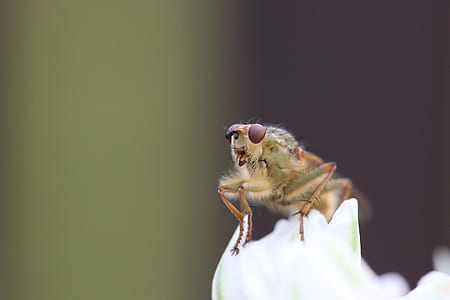 green winged insect on white flower in macro shot thumbnail