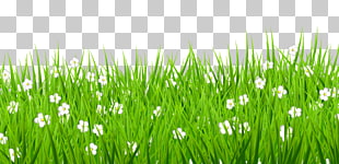 Lawn , Transparent Grass with White Flowers , white petaled flowers on field PNG clipart