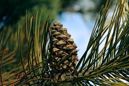 selective focus photography of brown pinecone thumbnail
