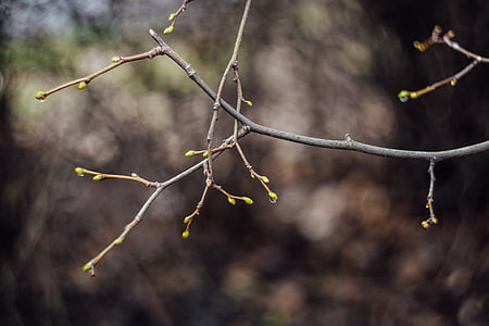 selective focus photo of tree branch thumbnail