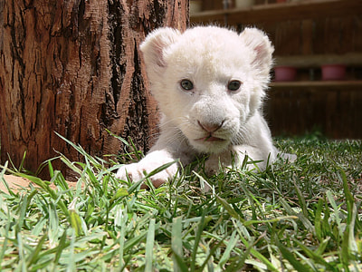white lion laying on green lawn thumbnail